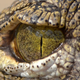 Illustration for article titled A Strange Nerve Disorder Causes People to Shed Crocodile Tears